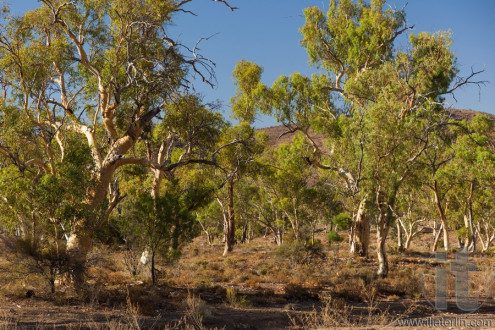Eucalyptus on dry creek bed. Flinders Ranges. South Australia.
