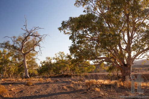 Eucalyptus on dry creek bed. Flinders Ranges. South Australia.