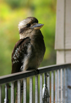 Kookaburra sits on balcony balustrade. Jarvis Bay. Australia.