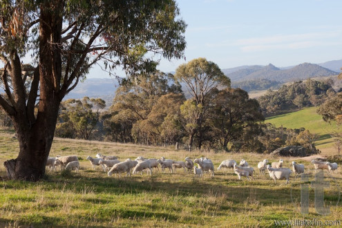 Sheep grazing. Tablelands near Oberon. New South Wales. Australia.