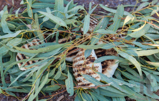 Traditional bush tucker barbecued meat in eucalyptus leaves. Flinders Ranges. South Australia.