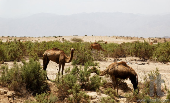 Around Massawa and Adulis. Eritrea. Africa.