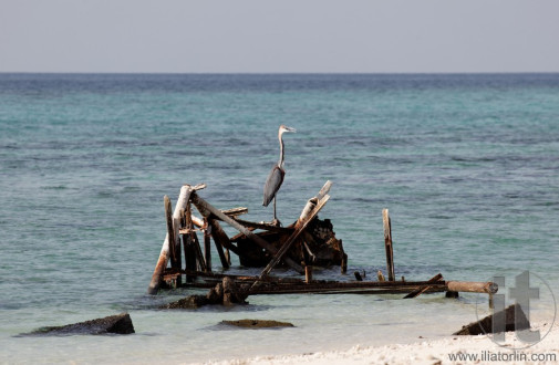 Dahlak archipelago (islands). Eritrea. Africa.
