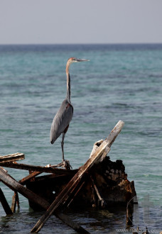 Dahlak archipelago (islands). Eritrea. Africa.
