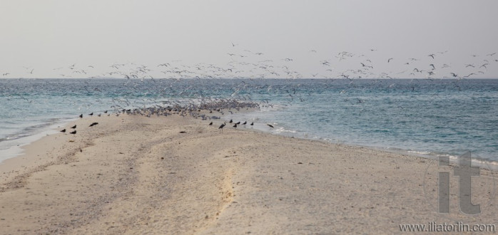 Dahlak archipelago (islands). Eritrea. Africa.
