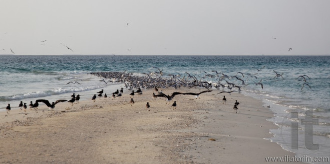 Dahlak archipelago (islands). Eritrea. Africa.