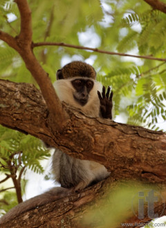 Filfil Solomona. Eritrea. Africa.