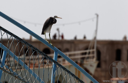 Massawa. Eritrea. Africa.