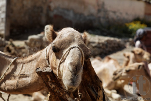 Monday Camel and wood Market. Keren. Eritrea. Africa