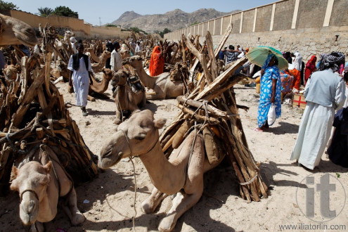 Monday Camel and wood Market. Keren. Eritrea. Africa