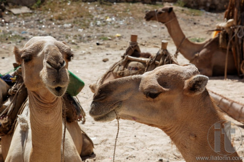 Monday Camel and wood Market. Keren. Eritrea. Africa