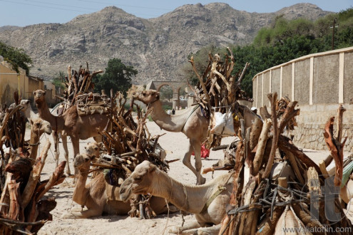 Monday Camel and wood Market. Keren. Eritrea. Africa