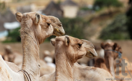 Monday Camel Market. Keren. Eritrea. Africa