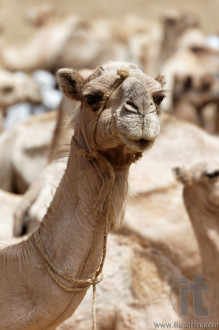 Monday Camel Market. Keren. Eritrea. Africa