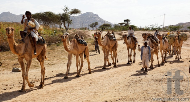 Monday Camel Market. Keren. Eritrea. Africa