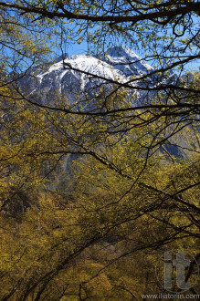 Caucasus Mountains trough trees. Stepantsminda. Georgia.