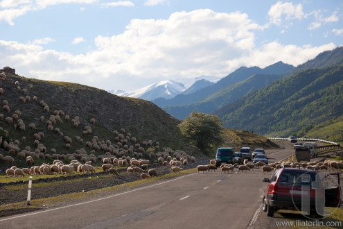 Sheep crossing Georgian military Highway. Georgia.