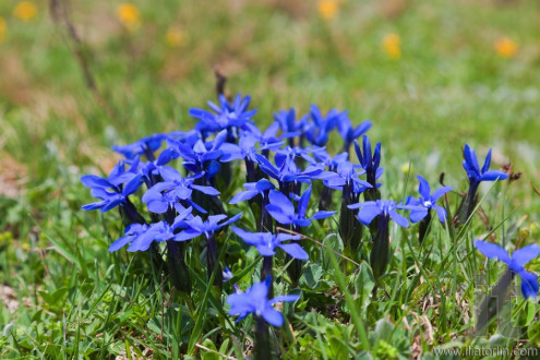 Wild flowers on alpine meadows near Mestia village. Upper Svaneti. Georgia