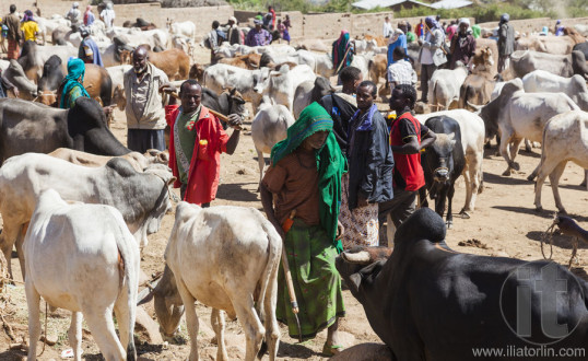 BABILE. ETHIOPIA - DECEMBER 23, 2013: Brahman bull, Zebu and other cattle for sale at one of the largest livestock market in the horn of Africa countries.