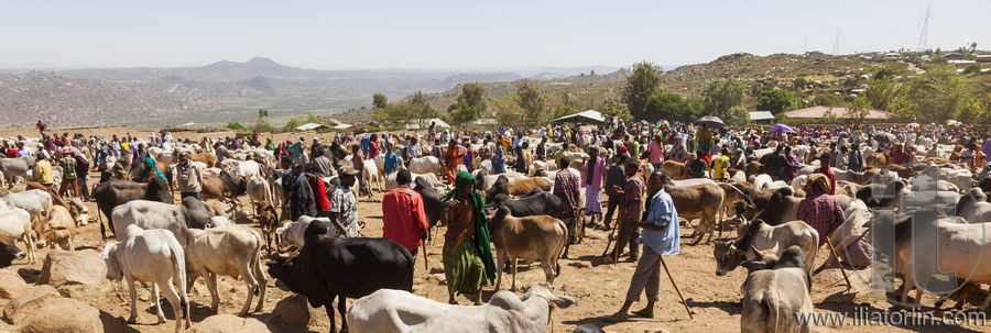 BABILE. ETHIOPIA - DECEMBER 23, 2013: Brahman bull, Zebu and other cattle for sale at one of the largest livestock market in the horn of Africa countries.