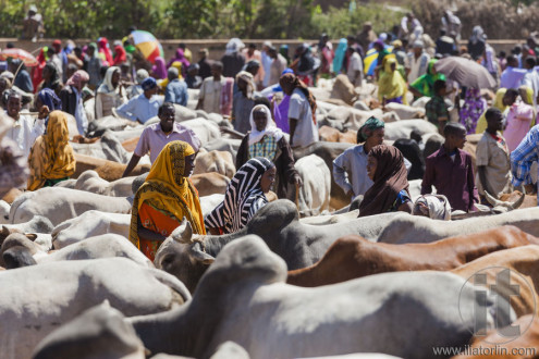 BABILE. ETHIOPIA - DECEMBER 23, 2013: Brahman bull, Zebu and other cattle for sale at one of the largest livestock market in the horn of Africa countries.