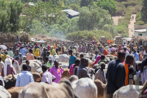 BABILE. ETHIOPIA - DECEMBER 23, 2013: Brahman bull, Zebu and other cattle for sale at one of the largest livestock market in the horn of Africa countries.