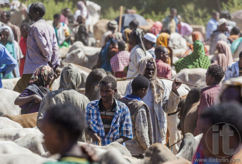 BABILE. ETHIOPIA - DECEMBER 23, 2013: Brahman bull, Zebu and other cattle for sale at one of the largest livestock market in the horn of Africa countries.