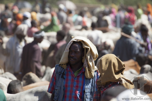 BABILE. ETHIOPIA - DECEMBER 23, 2013: Brahman bull, Zebu and other cattle for sale at one of the largest livestock market in the horn of Africa countries.