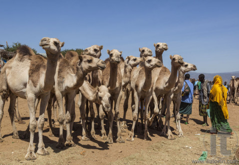 BABILE. ETHIOPEA - DECEMBER 23, 2013: Camels for sale at one of the largest livestock market in the horn of Africa countries.