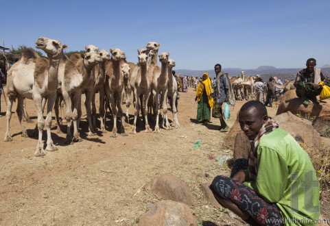 BABILE. ETHIOPEA - DECEMBER 23, 2013: Camels for sale at one of the largest livestock market in the horn of Africa countries.