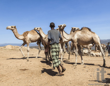 BABILE. ETHIOPEA - DECEMBER 23, 2013: Camels for sale at one of the largest livestock market in the horn of Africa countries.