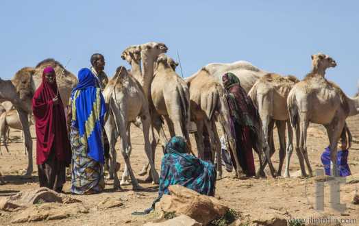 BABILE. ETHIOPEA - DECEMBER 23, 2013: Camels for sale at one of the largest livestock market in the horn of Africa countries.