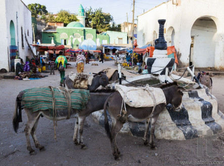Donkeys wait to be loaded on market square of walled city of Jugol. Ethiopian donkey population is biggest in Africa and also the second largest in the world after China. Harar. Ethiopia.