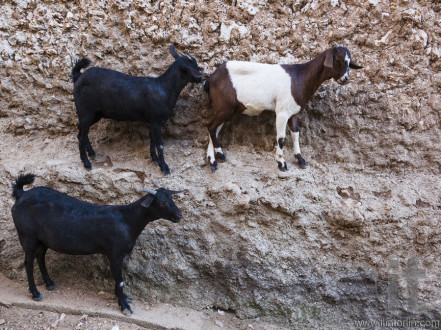Goats stand on vertical wall of the house in ancient city of Jugol. Harar. Ethiopia.