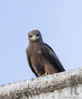 Lanner falcon on the walls of camel meat butchery in walled city