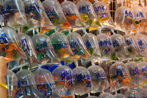 Bags of fishes for sale at The Goldfish Market. Hong Kong.
