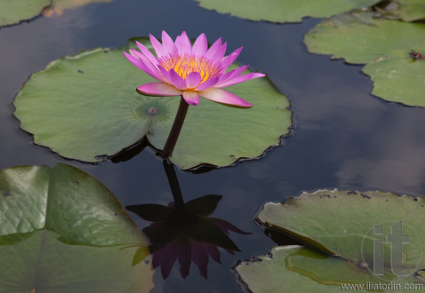 Pink lotus blooming in marshland. Mai Po. Hong Kong.