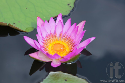 Pink lotus blooming in marshland. Mai Po. Hong Kong.