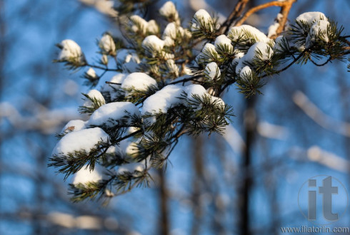 Close up. Snow on a brunch of pine tree. Moscow. Russia