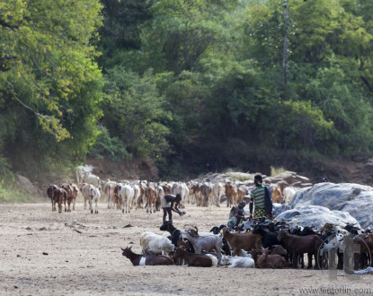 Hamar shepherds with their herd in a dry river bed.
