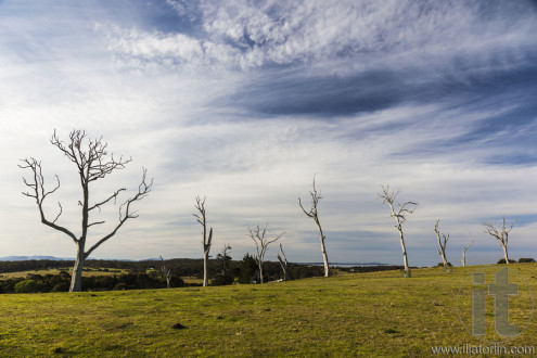 Typical countryside landscape with dead trees. Bingie. Nsw. Australia