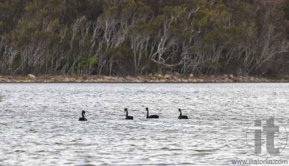 Black swans. Coila Lake (near Morua) . NSW. Australia