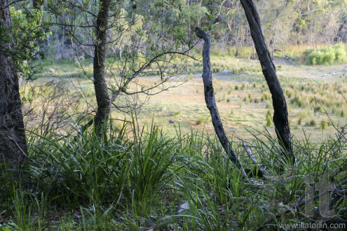 Bushwalking in Booderee National Park. NSW. Australia
