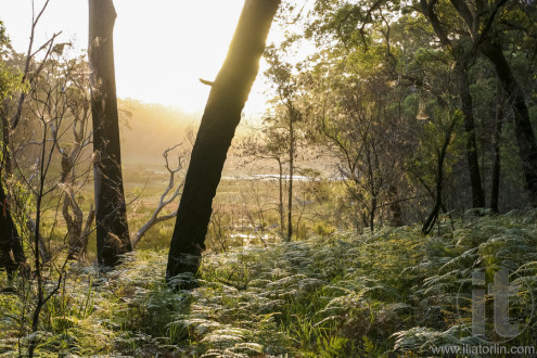 Bushwalking in Booderee National Park. NSW. Australia