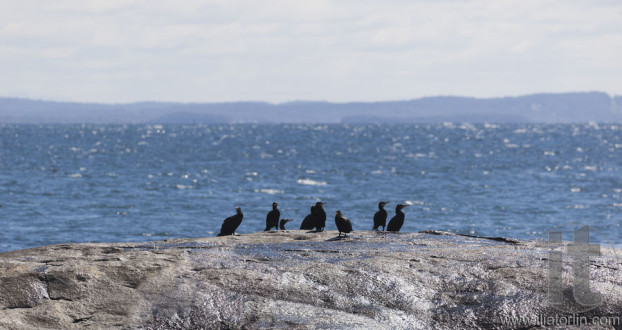Flock of Albatrosses sit on rock at Bingi Bingi pount. Bingie (near Morua) . NSW. Australia