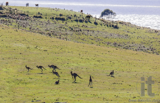 Hopping kangaroos. Bingie (near Morua) . NSW. Australia