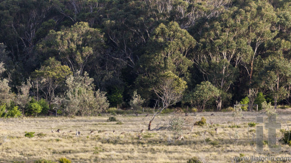 Kangaroos at sunset. Eurobodalla national park. NSW. Australia