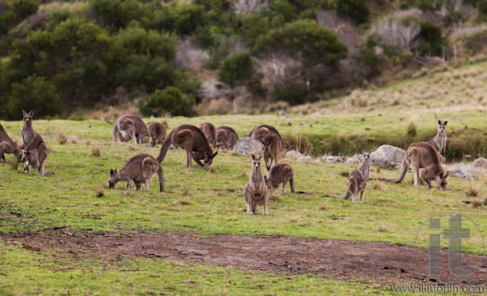 Kangaroos at sunset. Eurobodalla national park. NSW. Australia