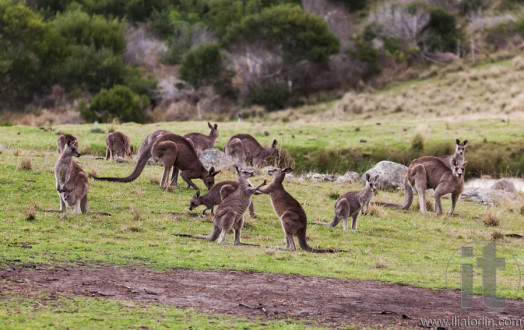 Kangaroos at sunset. Eurobodalla national park. NSW. Australia
