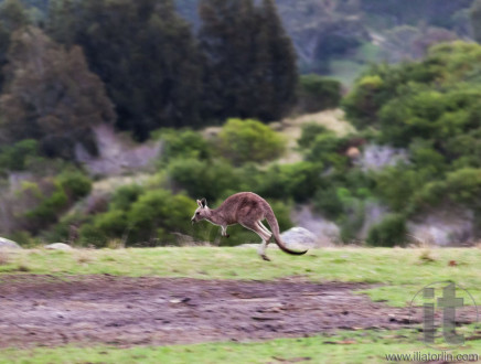 Kangaroos at sunset. Eurobodalla national park. NSW. Australia